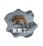Golden Retriever Pico（個別スタンプ：6）