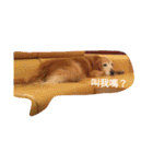 Golden Retriever Pico（個別スタンプ：7）