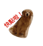 Golden Retriever Pico（個別スタンプ：8）