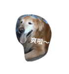 Golden Retriever Pico（個別スタンプ：9）