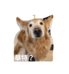 Golden Retriever Pico（個別スタンプ：10）