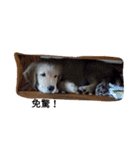 Golden Retriever Pico（個別スタンプ：11）