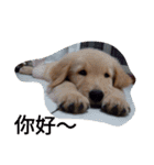 Golden Retriever Pico（個別スタンプ：12）