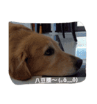 Golden Retriever Pico（個別スタンプ：15）