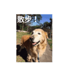 Golden Retriever Pico（個別スタンプ：16）