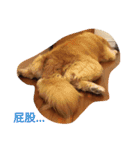 Golden Retriever Pico（個別スタンプ：17）