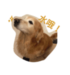Golden Retriever Pico（個別スタンプ：18）