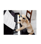 Golden Retriever Pico（個別スタンプ：19）