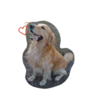 Golden Retriever Pico（個別スタンプ：20）