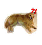 Golden Retriever Pico（個別スタンプ：21）
