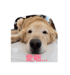 Golden Retriever Pico（個別スタンプ：22）