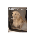 Golden Retriever Pico（個別スタンプ：23）