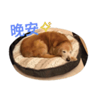 Golden Retriever Pico（個別スタンプ：24）