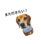 beagle daily 2（個別スタンプ：1）