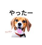 beagle daily 2（個別スタンプ：2）