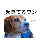 beagle daily 2（個別スタンプ：4）