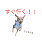 beagle daily 2（個別スタンプ：5）