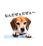 beagle daily 2（個別スタンプ：6）