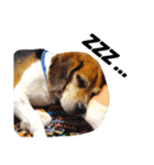 beagle daily 2（個別スタンプ：8）