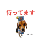 beagle daily 2（個別スタンプ：9）