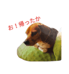 beagle daily 2（個別スタンプ：10）