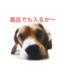 beagle daily 2（個別スタンプ：11）