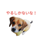 beagle daily 2（個別スタンプ：12）