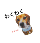 beagle daily 2（個別スタンプ：13）
