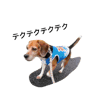 beagle daily 2（個別スタンプ：14）