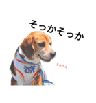 beagle daily 2（個別スタンプ：15）