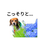 beagle daily 2（個別スタンプ：17）