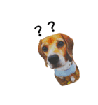 beagle daily 2（個別スタンプ：18）