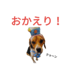 beagle daily 2（個別スタンプ：19）