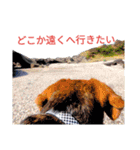 beagle daily 2（個別スタンプ：20）