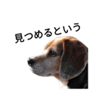 beagle daily 2（個別スタンプ：21）