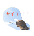 beagle daily 2（個別スタンプ：23）