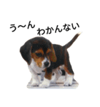 beagle daily 2（個別スタンプ：24）