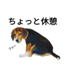 beagle daily 2（個別スタンプ：25）