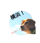 beagle daily 2（個別スタンプ：26）