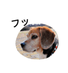 beagle daily 2（個別スタンプ：27）