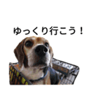 beagle daily 2（個別スタンプ：28）