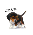 beagle daily 2（個別スタンプ：29）