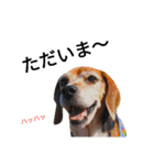 beagle daily 2（個別スタンプ：31）