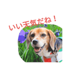 beagle daily 2（個別スタンプ：32）