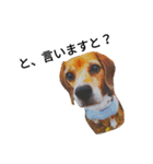 beagle daily 2（個別スタンプ：34）
