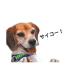 beagle daily 2（個別スタンプ：35）