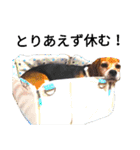 beagle daily 2（個別スタンプ：36）