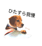 beagle daily 2（個別スタンプ：37）