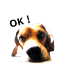 beagle daily 2（個別スタンプ：39）