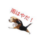 beagle daily 2（個別スタンプ：40）